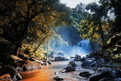 Scenic view of waterfall in forest