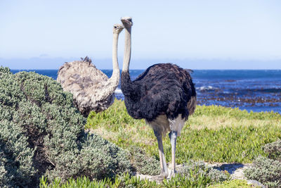 View of bird on field by sea against sky