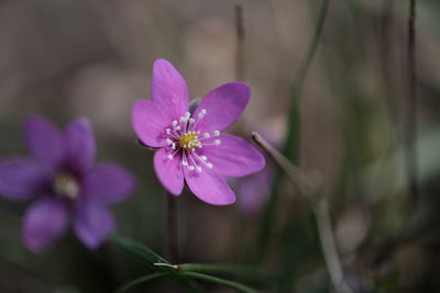 Close-up of pink flowering plant