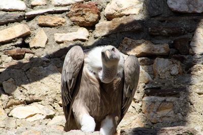 View of bird on rock against wall at zoo