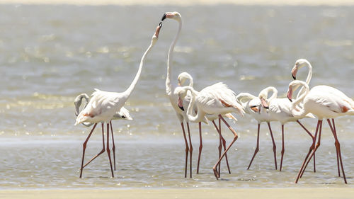 Flock of flamingos on beach