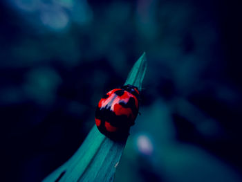 Close-up of ladybug on leaf