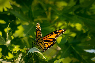 Close-up of butterfly pollinating flower