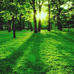 Trees growing on golf course against sky