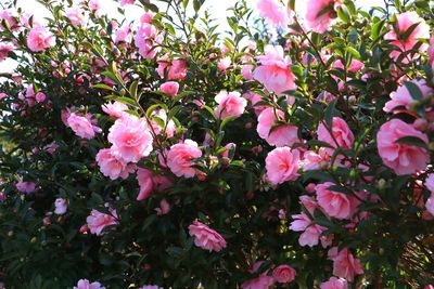 Close-up of pink flowers blooming outdoors