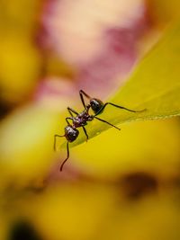 Close-up of insect on leaf