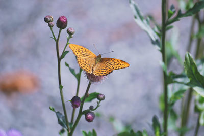 Close-up of butterfly pollinating on flower