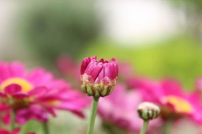 Close-up of pink flowers