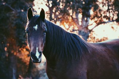 Horse standing in ranch