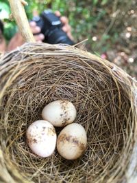 Eggs in birds nest