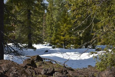 Scenic view of lake amidst trees in forest