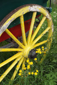 Close-up of yellow flower