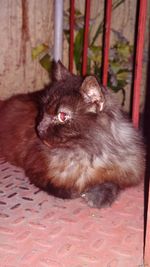 Close-up of cat relaxing on floor