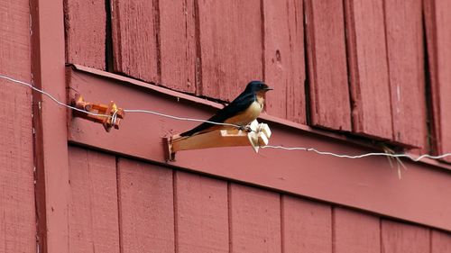 Low angle view of bird perching on wood