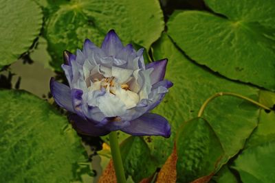 Close-up of purple flowering plant