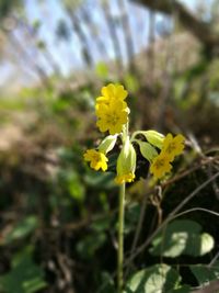 Close-up of yellow flowers blooming outdoors