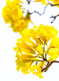 Close-up of yellow flowering plant against white background