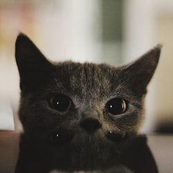 Close-up portrait of cat at home