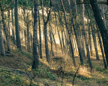 Trees in forest