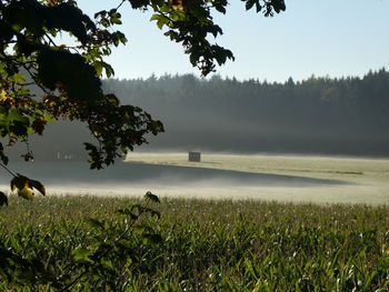 Scenic view of field against sky