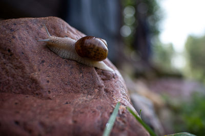 Close-up of snail on rock