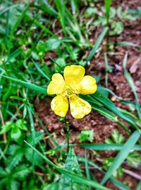 Close up of yellow flower