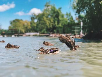 Mallard ducks swimming on lake during sunny day