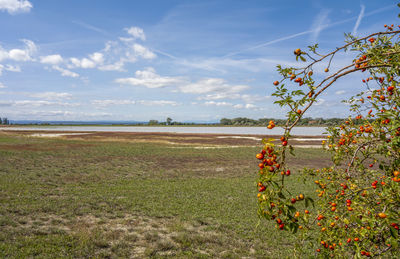 Scenic view of grassy field against sky