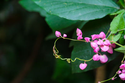 Close-up of pink flowering plant