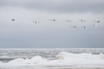 Birds flying over sea against sky