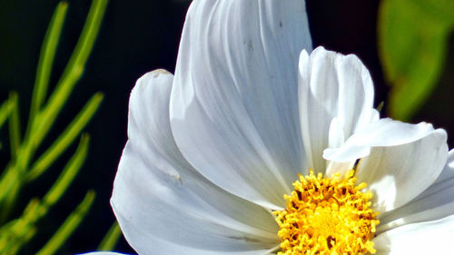 Close-up of white flowering plant