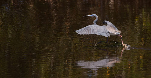 Tricolored heron bird egretta tricolor in a pond in the corkscrew swamp sanctuary of naples, florida