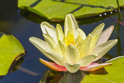 Close-up of lotus water lily