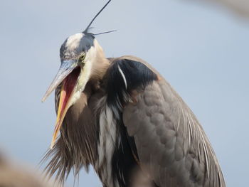 Low angle view of a bird