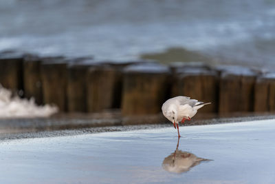 Close-up of white bird