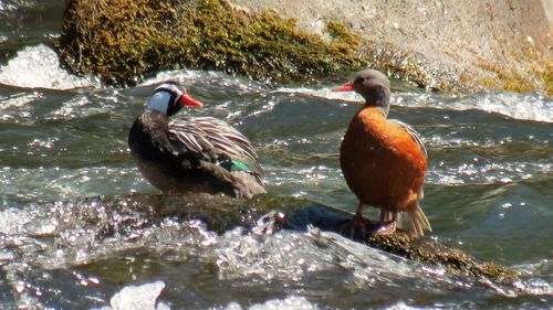 Duck swimming on lake