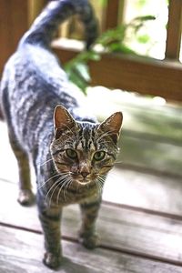 Close-up portrait of cat sitting