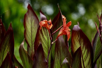 Close-up of red flowers on plant