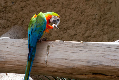 Close-up of parrot perching on wood