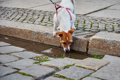 High angle view of dog standing on footpath