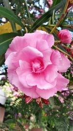 Close-up of pink flowers