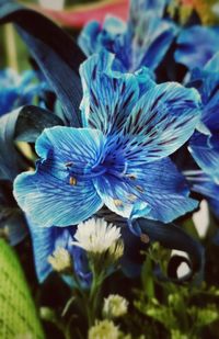 Close-up of blue flowers blooming outdoors