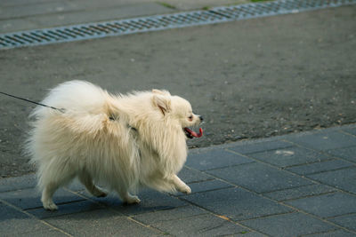 White dog on footpath