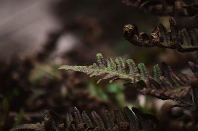 Close-up of frozen plant