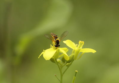 Close-up of insect on flower