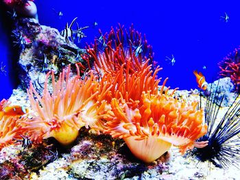 Close-up of coral in sea