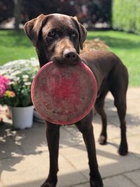 Portrait of dog standing outdoors