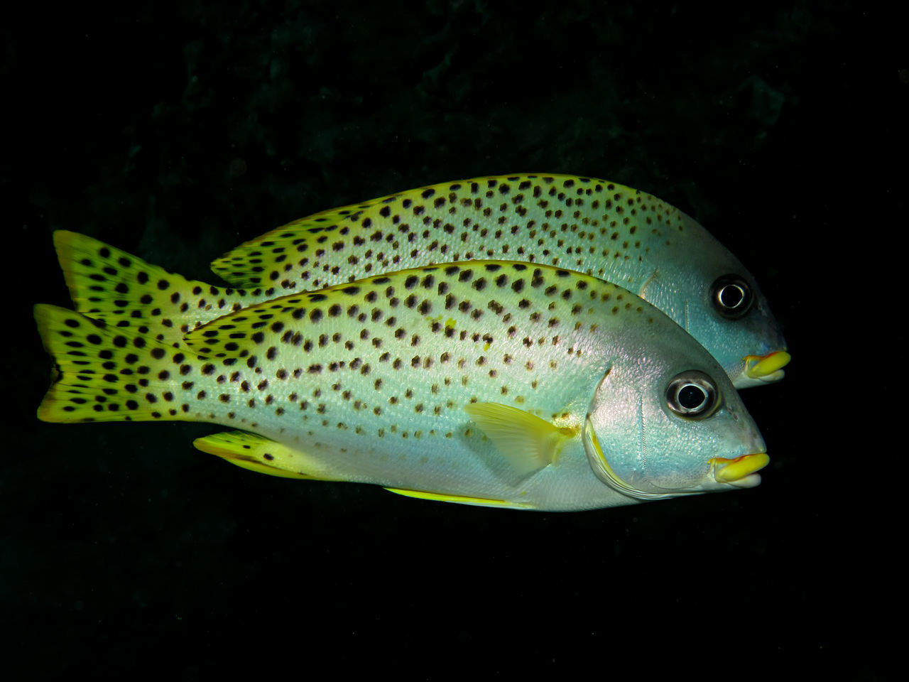 CLOSE-UP OF FISH SWIMMING UNDERWATER