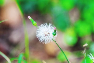 Close-up of white flower on plant