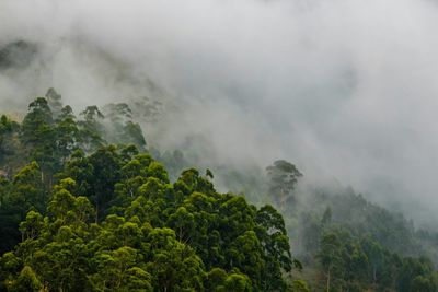 Scenic view of tree mountains against sky